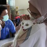 BPJS Hewan DKI Jakarta: Klarifikasi Resmi Dinas KPKP