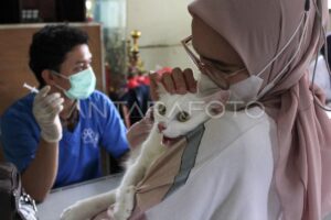 BPJS Hewan DKI Jakarta: Klarifikasi Resmi Dinas KPKP