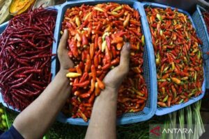 Harga Bawang Merah & Cabai Rawit Melonjak Tajam! Cek Sekarang