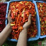 Harga Bawang Merah & Cabai Rawit Melonjak Tajam! Cek Sekarang