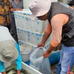 Kopdes Merah Putih: Banjir Dukungan, Bapak Asuh Berdatangan
